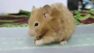 Will my Hamsters Like Live Mealworms?