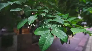 SONY ZV-E10 CINEMATIC VLOG | 4K QUALITY EXPERIENCE | 最好的入门级微单?  电影感视频  画质质体验