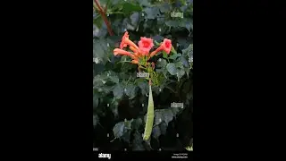 DID I FIND A TRUMPET VINE SEED POD? Watch 'til the End to Find Out!