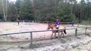 Skoki na Bajerku stajnia Ulmag 2#