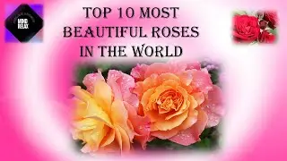 Top 10 Most Beautiful Roses in The World - Rose - Rose flowers - Beautiful Roses - Top 10 Rose