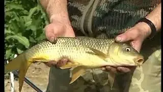 Documental sobre la pesca de ciprinidos 1parte