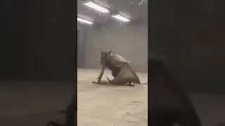 That&rsquo;s a real giant Bat#petlover #animallovers #giantbat #animalcomedy