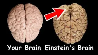 Alam mo ba? Kung bakit subrang talino Ni Albert Einstein? | johnpaul tvfacts
