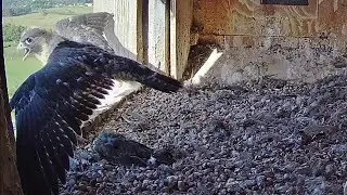 Falcon Project Orange NSW~Izzi fledged- great flight! 8:09 am 2020/11/19