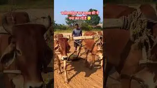 Chhattisgarh tradition of farming #chhattisgarh #chhattisgarhnews #farming #farmer #farm #farmlife