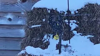 Shooting Metal a Squirrel With a Air Gun