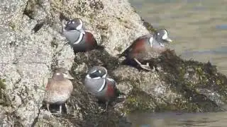 Harlequin Duck