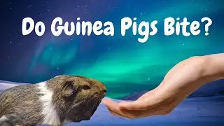 Do Guinea Pigs Bite?