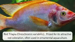 Top 10 Tilapia Fish Types #quiz #gk #generalknowledge #infohub #quiztrivia #shortsfeed #tilapia
