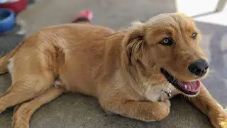 Best Dog Leash And Harness Under $30 On Amazon