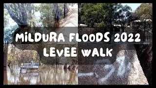 MURRAY RIVER FLOOD | Mildura Levee Walk | MILDURA FLOOD UPDATE | #murrayriver #flooding2022 #mildura
