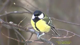 TALGOXE  Great Tit  (Parus major)   Klipp - 509