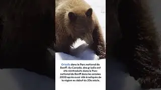 Les histoires de r&eacute;introduction d'esp&egrave;ces animales dans leur habitat naturel Pt.2
