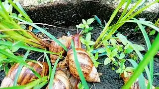  Snails: Garden Villains or Misunderstood Neighbors?