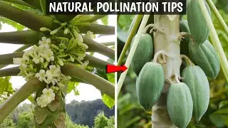 Turn Every Flower into Fruit ! Pollination, Nutrition & Plant Care Tips