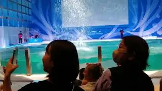 🐬浅虫水族館 イルカパフォーマンス🐬 #dolphins #cute