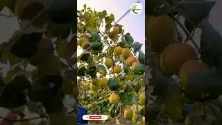 Apple Ber Farming Steps by steps one year #agriculture #nishatnursery #shots #trending