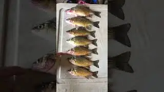 Fairmont, MN yellow bass sizes #shorts #yellowbass #icefishing