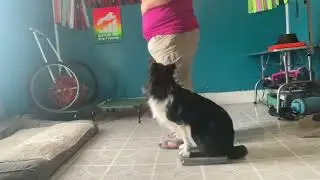 Zero to CD - Hannah Branigan&rsquo;s positive reinforcement AKC Obedience program