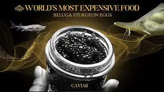 दुनिया  का सबसे महंगा Food: Beluga Sturgeon Eggs | What is Beluga Caviar? #belugasturgeon #caviar