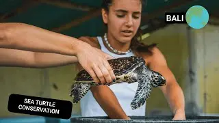 Volunteer in Bali: Turtle Conservation Teenager Program