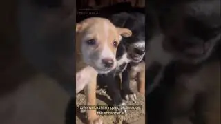 The Heroic Dog A Tale of Courage and Technology