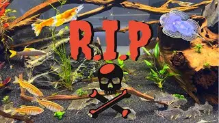 DISASTER in the 400 GALLON Community Aquarium | Dead Fish