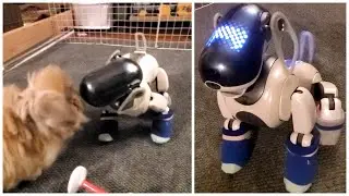 petting data until he gets angry [ aibo ers-7 ]