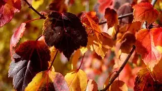 Autumn in Eastern Nebraska - 4k