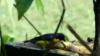 Violaceous Euphonia  Euphonia violacea at Serra dos Tucanos lodge by Mathieu Woldhuis