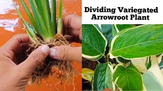 How To Grow Variegated Arrowroot Plant | Dividing Variegated Arrowroot Plant