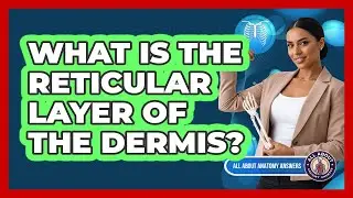 What Is the Reticular Layer of the Dermis?