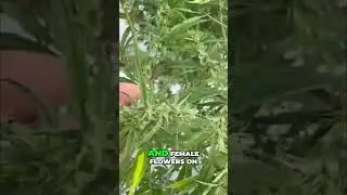 Shocking Plant Transformation! Male & Female Flowers  😲