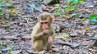 Poor abandoned little monkey needs the food and warming