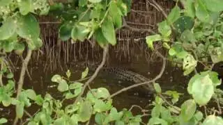 Daintree River, Crocodile Tour Queensland Australia
