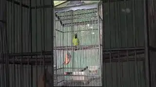 cucak ijo sumatrah