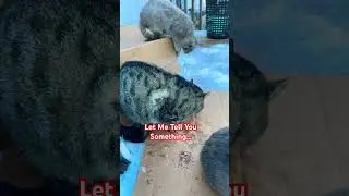 Город кошек (Позвольте мне кое-что вам рассказать) #кошка #видеоскошками #csr2chrome #кошачьи #ко...