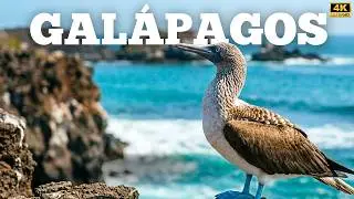 GALÁPAGOS | Extreme Life: The Uncertain Future of Unique Species | 4K Documentary