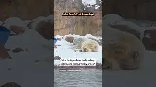 Polar Bear&rsquo;s Viral Snow Day! ❄️🐻&zwj;❄️