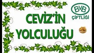 Cevizin Yolculuğu