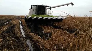borko uljma-lexion u blatu