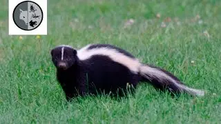 Rencontre explosive entre une mouffette et un raton laveur !