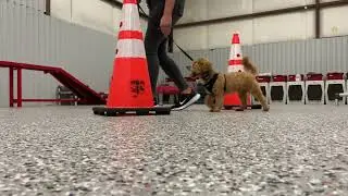 Sit Means Sit Atlanta Dog Training- Cavapoo- Heeling