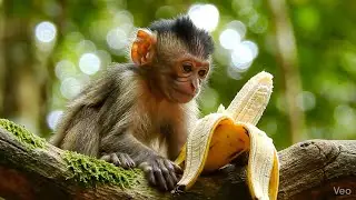 Monkey&rsquo;s First Taste of Treat  cute, funny,