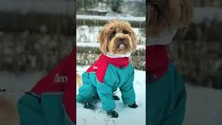 Winter Dog Coats Wit Attached Boots