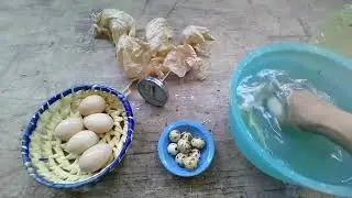 como desinfectar los huevos antes de meterlos a la incubadora II COMO HACER UNA INCUBADORA