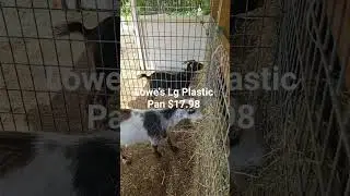 #homestead #animalshorts #shorts #paddockparadise #hay #goat #horse #pony #barnlife #hack #diy #ez