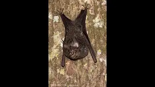 Cyclops Roundleaf Bat