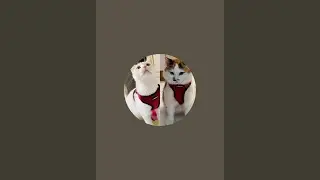 Beautiful Italian cats🇮🇹 is live!